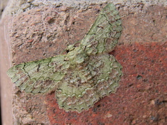 Hypodoxa bryophylla