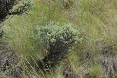 Artemisia rigida