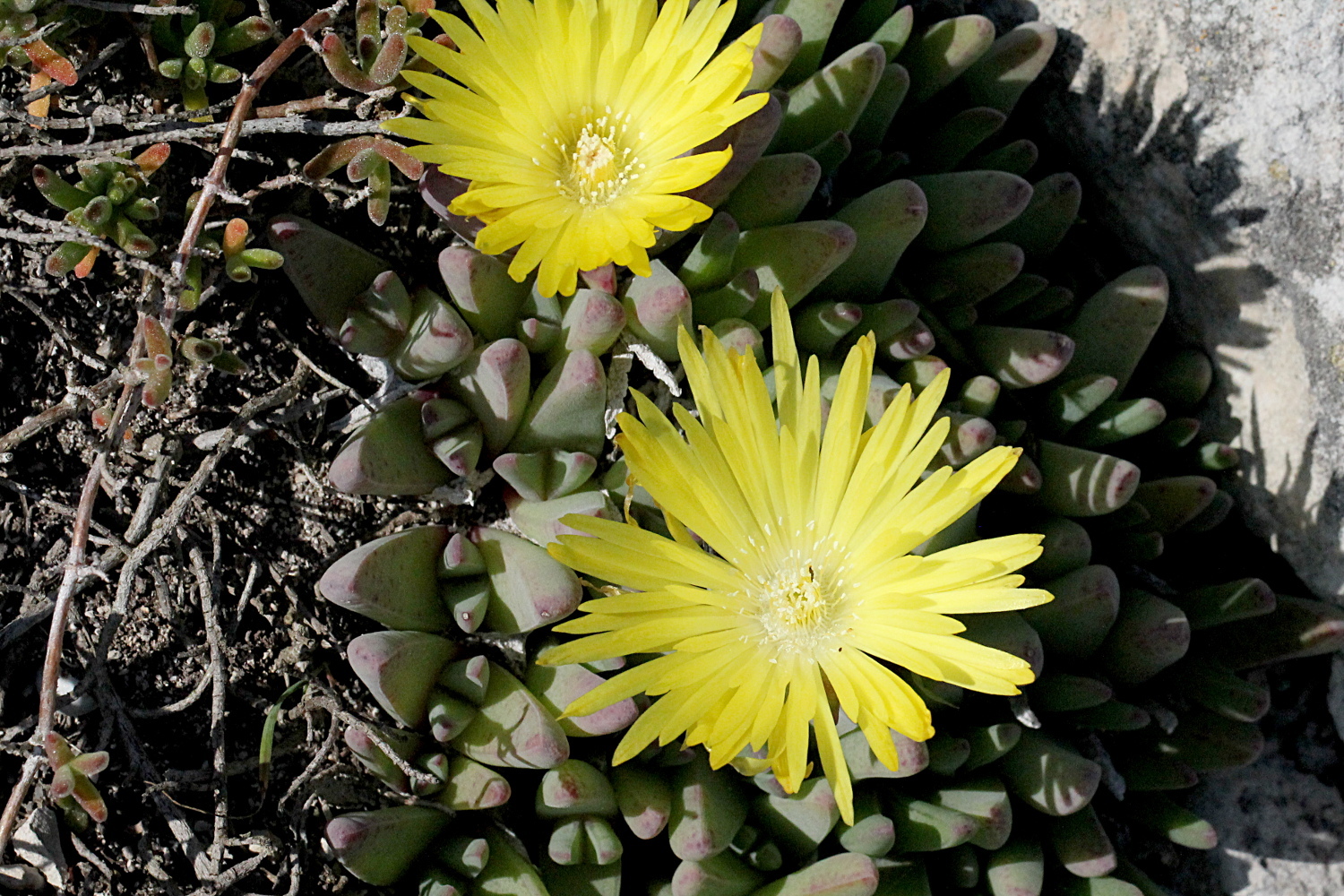 Cheiridopsis