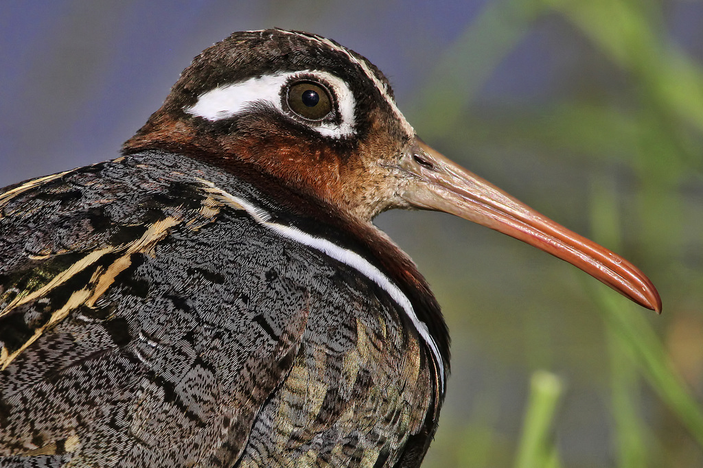 Greater Painted-Snipe (Rostratula benghalensis) photo