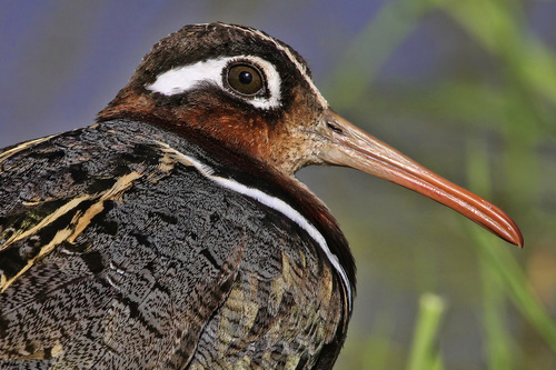 Greater Painted-Snipe