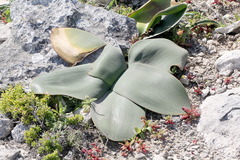 Brunsvigia