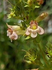 Penstemon deustus