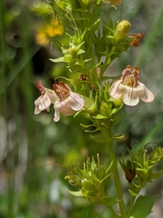 Penstemon deustus