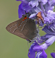 Satyrium favonius
