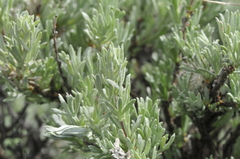 Artemisia rigida