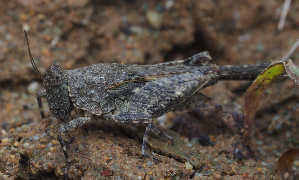 Paratettix freygessnerii