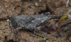 Paratettix freygessnerii