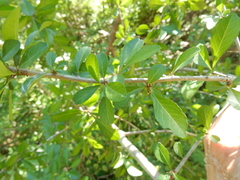 Pyracantha koidzumii