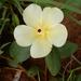 Hibiscus aethiopicus ovatus - Photo (c) Henry de Lange, some rights reserved (CC BY), uploaded by Henry de Lange