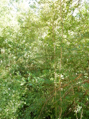 Pyracantha koidzumii