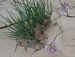 Allium mongolicum