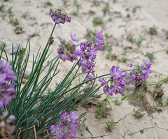 Allium mongolicum