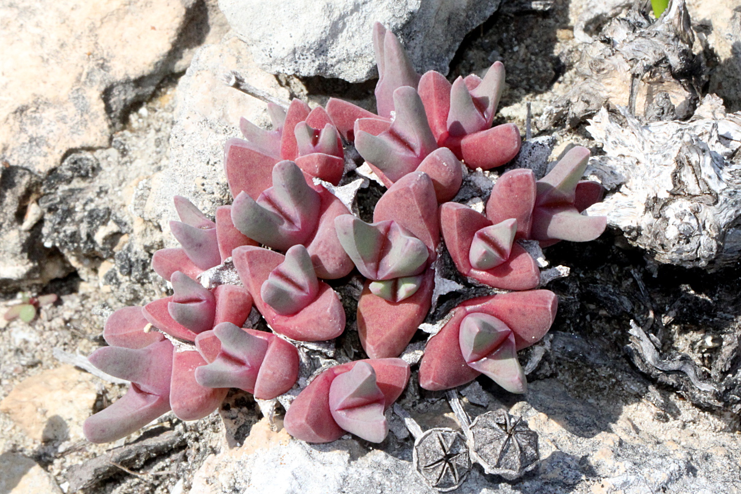 Mesembryanthemum rostratoides Haw.