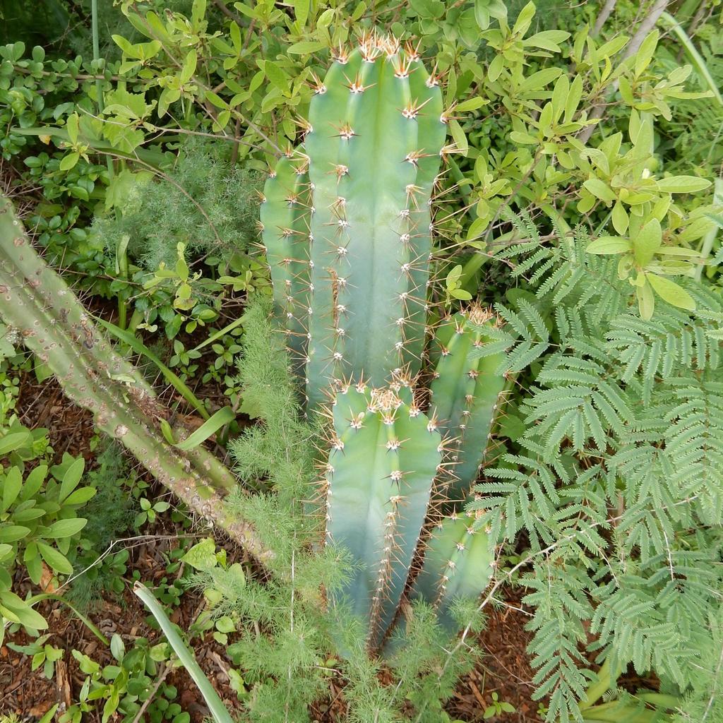 Cereus jamacaru, City of Tshwane, ZA-GT, ZA