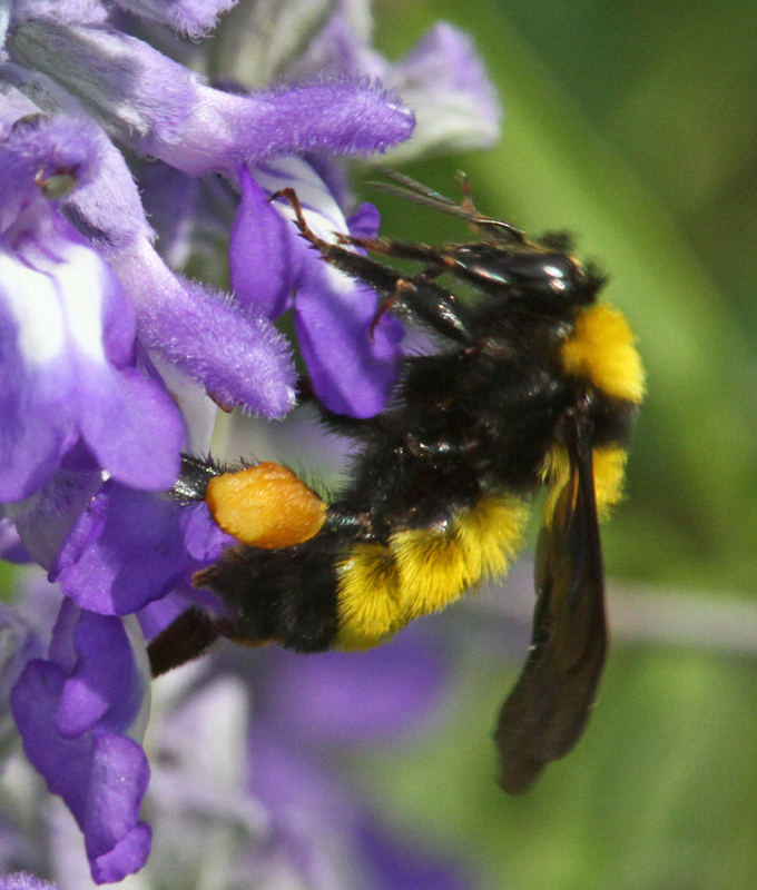 Sonoran Bumble Bee (University of Arizona Pollinator Field Guide) ·  iNaturalist, Bumble Bee