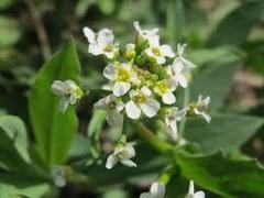 Thlaspi arvense