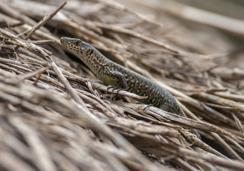 Jackson's Forest Lizard