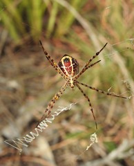 Argiope magnifica