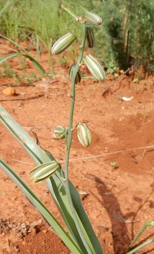 Albuca glauca