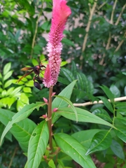 Delta pyriforme circinale