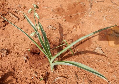 Albuca glauca