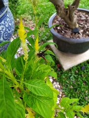 Delta pyriforme circinale