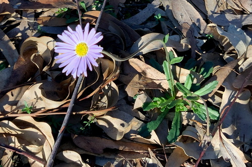 Brachyscome spathulata Gaudich.