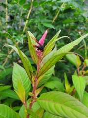 Delta pyriforme circinale