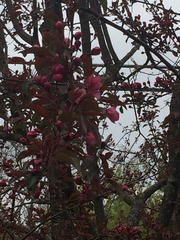 Malus floribunda