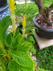 Delta pyriforme circinale