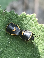 Cosmopepla decorata