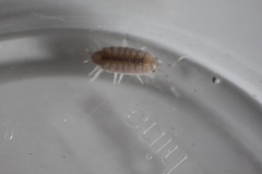 Porcellionides pruinosus