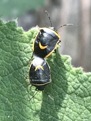 Cosmopepla decorata