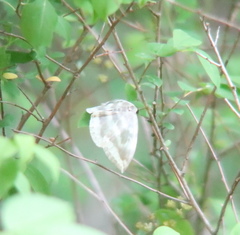 Cyclidia substigmaria