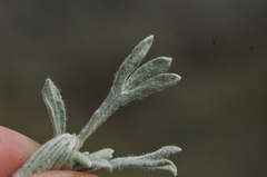 Artemisia rigida