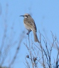 Gliciphila melanops