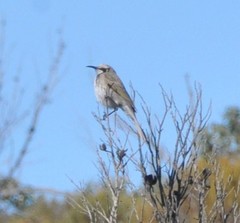 Gliciphila melanops