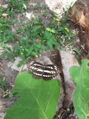 Neptis hylas