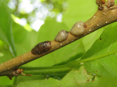 Parthenolecanium quercifex