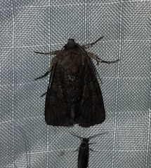 Oligia latruncula