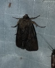 Oligia latruncula