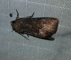 Oligia latruncula