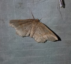 Metarranthis hypochraria