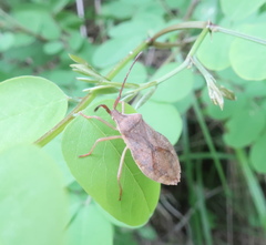 Homoeocerus dilatatus