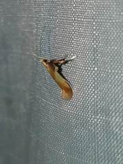 Caloptilia superbifrontella