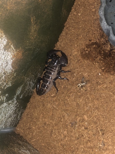 Common Emperor Scorpion