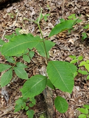Asclepias variegata