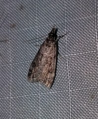 Scoparia penumbralis