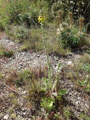 Verbascum boerhavii